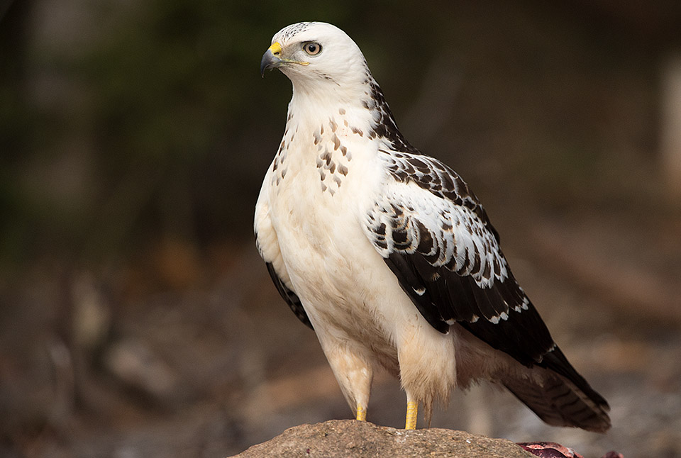 White Buzzard at photosafari